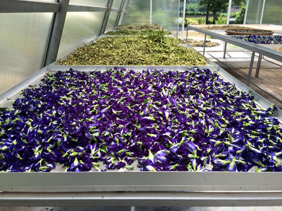 Butterfly Pea Flower Tea 100g Thai Dried Flower Tea